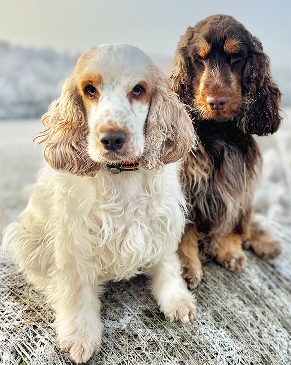 Duke und Maite English Cocker Spaniel