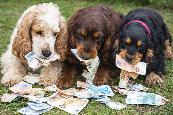 Kosten English Cocker Spaniel