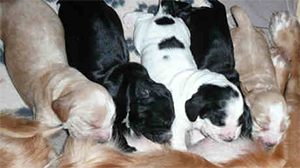 Welpen English Cocker Spaniel