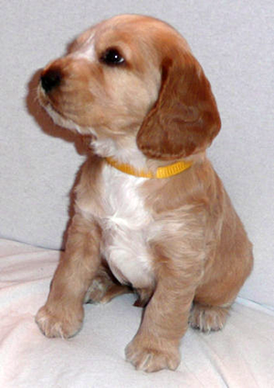 Welpe English Cocker Spaniel Spike