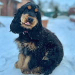 Forever Rizi Bizi Stella genießt es im Schnee